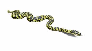 animation zebra jungle carpet python