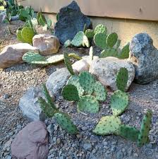 Cactus In Upstate New York Finegardening