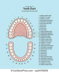 Tooth Chart With Number Infographic Illustration Vector On Blue Background Dental Concept