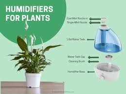 5 best humidifiers for plants and