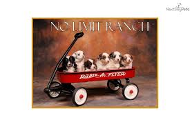 Puppies For Sale From No Limit Ranch Member Since May 2006