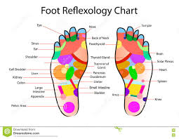 Foot Reflexology Chart Stock Vector Illustration Of Body