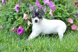 linda toy fox terrier puppy