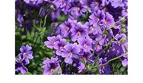 Amazon Com Photography Poster Flowers Purple Flowers 24