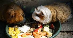 the ultimate guinea pig food list