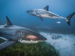great white sharks into new waters ...