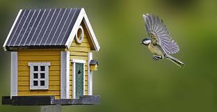 Best Birdhouse For Your Backyard