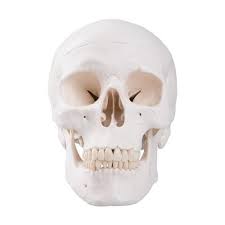 clic human skull model 3 part