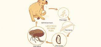 how long can fleas live without a host
