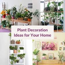 14 creative plant decoration ideas for