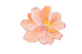 Pink Orange Flower Svg Cut Files Download Svg Free Svg Cut Files