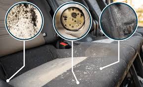 get mold out of car and on car carpets