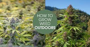 How To Grow Weed Outdoors The