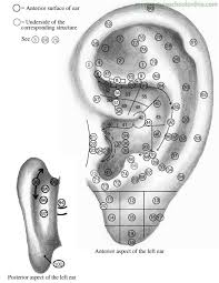 The Location Of 100 Common Ear Acupuncture Acupuncture