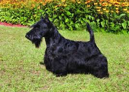 It is one of the 5 breeds of terrier that originated in scotland. Scottish Terrier Dog Breed Profile Petfinder