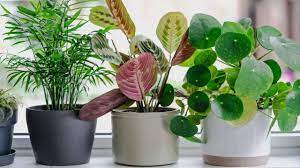 30 diffe types of indoor plants