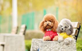 interesting facts about toy poodles