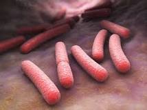 Image result for botulinum food poisoning spread through sneezing on food