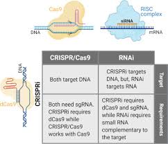 crispr interference an overview
