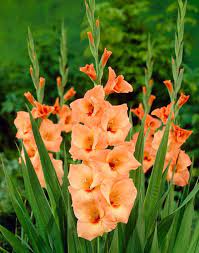how to plant care for gladiolus