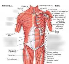 Third, the muscles of the torso do not move just the torso (vertebral column and rib cage) but also the shoulder girdle, which includes the. Anterior Torso Muscles Diagram Quizlet