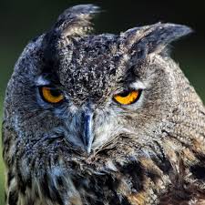 desktop wallpaper birds owl
