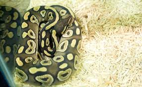 Ball Python Substrates For Your Pet