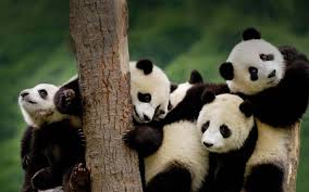 400 panda wallpapers wallpapers com