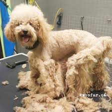 A poodle's tail is something many owners take pride in. Shave Down Blog Woofur Holistic Pet Care Centre