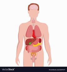 Human Male Body With Internal Organs Schema Flat