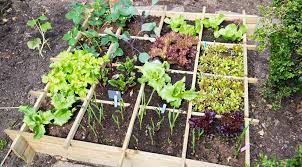 How To Start A Vegetable Garden In