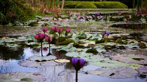 brookgreen gardens in murrells inlet