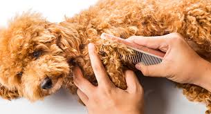 poodle grooming a complete guide to