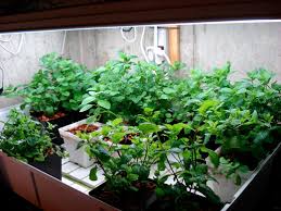 Indoor Herb Gardening Herb Gardening