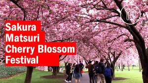 cherry blossom festival at the brooklyn
