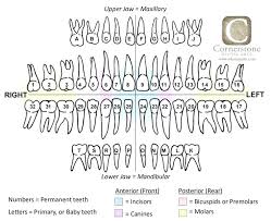 Teeth Diagram With Names And Numbers Wiring Diagram