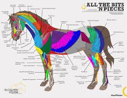 Hoofnotes Infographic Equine Anatomy Part 2 The