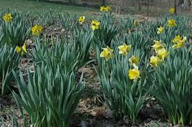 when daffodils don t flower well a