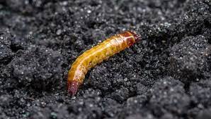 how to deal with destructive wireworms