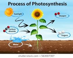 Photosynthesis Images Stock Photos Vectors Shutterstock