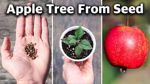 how to grow an apple tree from seed to