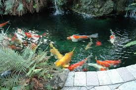An Algae Free Koi Fish Pond