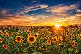 flowers sunflower field sky sunset