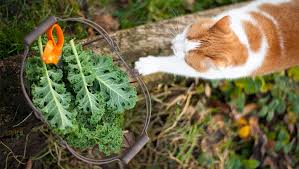 Cats Eat Kale Is Kale Safe For Cats