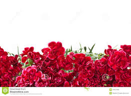 Resultado de imagen para claveles rojos