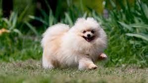 Pomeranian | Royal Canin