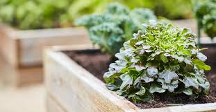 Thriving Organic Vegetable Garden