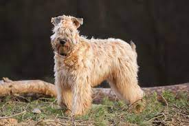 soft coated wheaten terrier breed