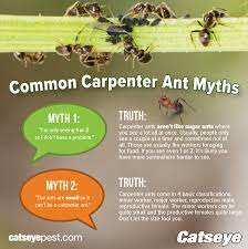 carpenter ant potions on the rise