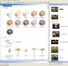Interactive Tools For Identifying Fungi